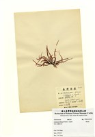 藏品(蜈蚣藻)的圖片